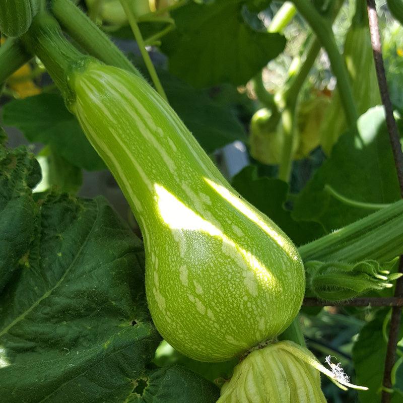 Butternut Winter Squash Seeds (Organic) – Vegetable Seeds