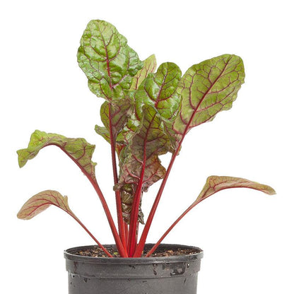 Chard Seeds, Red Ruby (Organic) – Vegetable Seeds