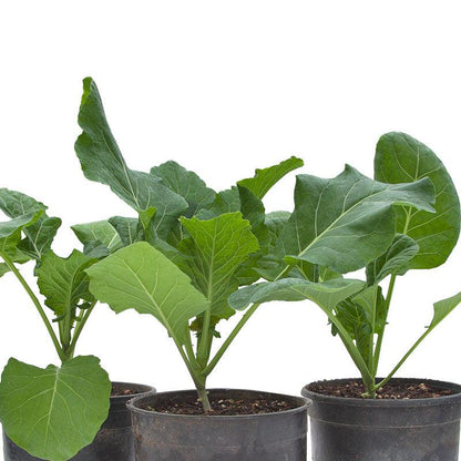 Collard Green, Champion, Seeds (Organic) – Vegetable Seeds