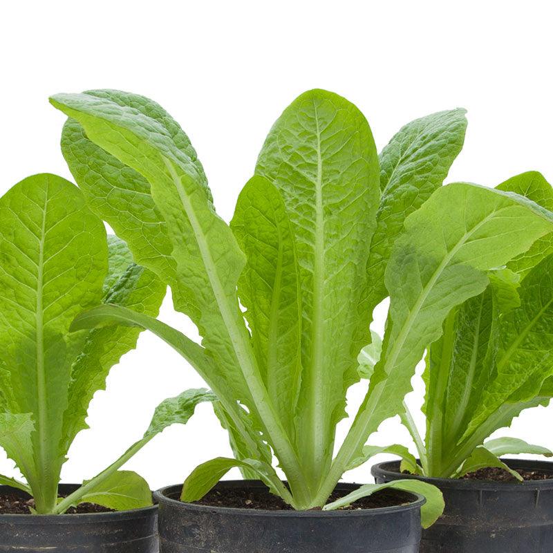 Lettuce Seeds, Romaine, Jericho (Organic) – Vegetable Seeds