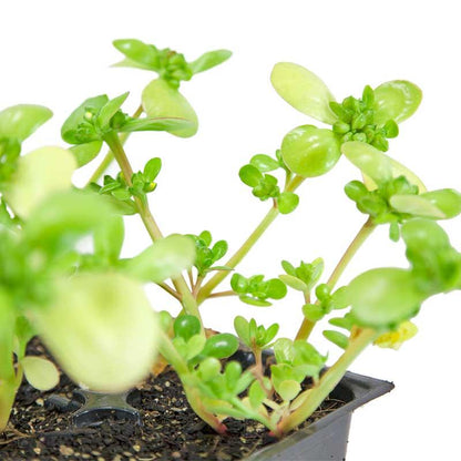 Purslane Greens Seeds (Organic) – Vegetable Seeds