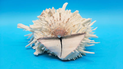 White Thorny Oyster Shell Specimen, Spondylus, 7" x 7"