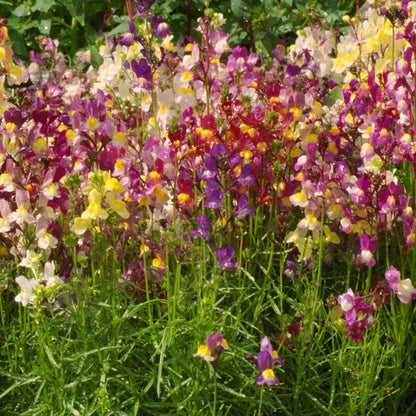 Snapdragon, Spurred (1/4 lb) – Flower Seeds