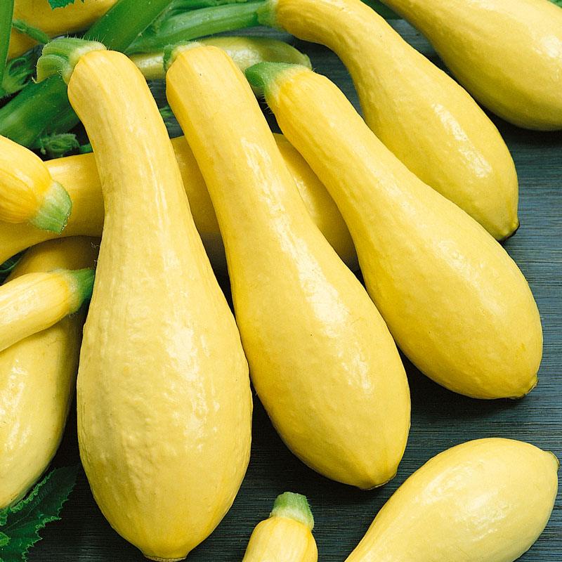 Summer Squash Seeds, Early Straightneck (Organic) – Vegetable Seeds