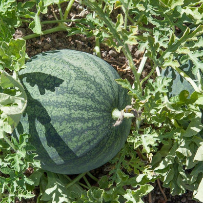 Watermelon Seeds (Organic), Sugar Baby – Vegetable Seeds