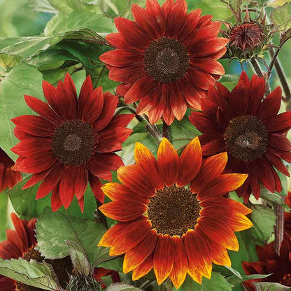 Moulin Rouge Sunflower Seeds – Deep Red Velvet Blooms for Gardens & Bouquets