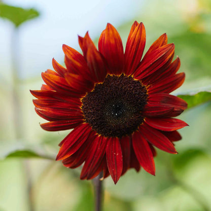 Red Sunflower Seeds – Striking Crimson Blooms for Gardens & Cut Flowers
