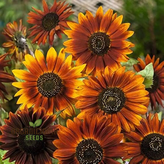 Sunflower Seeds Mix - Here Comes The Sun for a Vibrant Garden of Bright Blooms