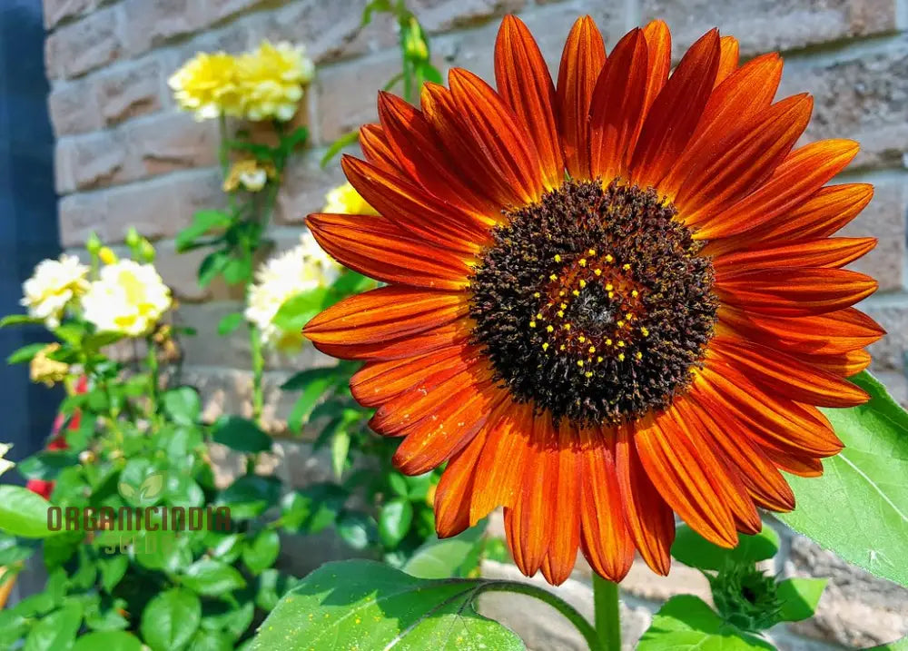 Sunflower Seeds Mix - Here Comes The Sun for a Vibrant Garden of Bright Blooms