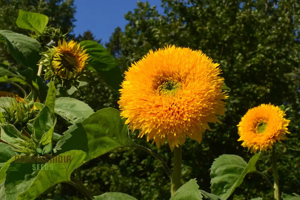 Sunflower Seeds - Orange Sun, Vibrant Orange Sunflowers for a Stunning Garden Display