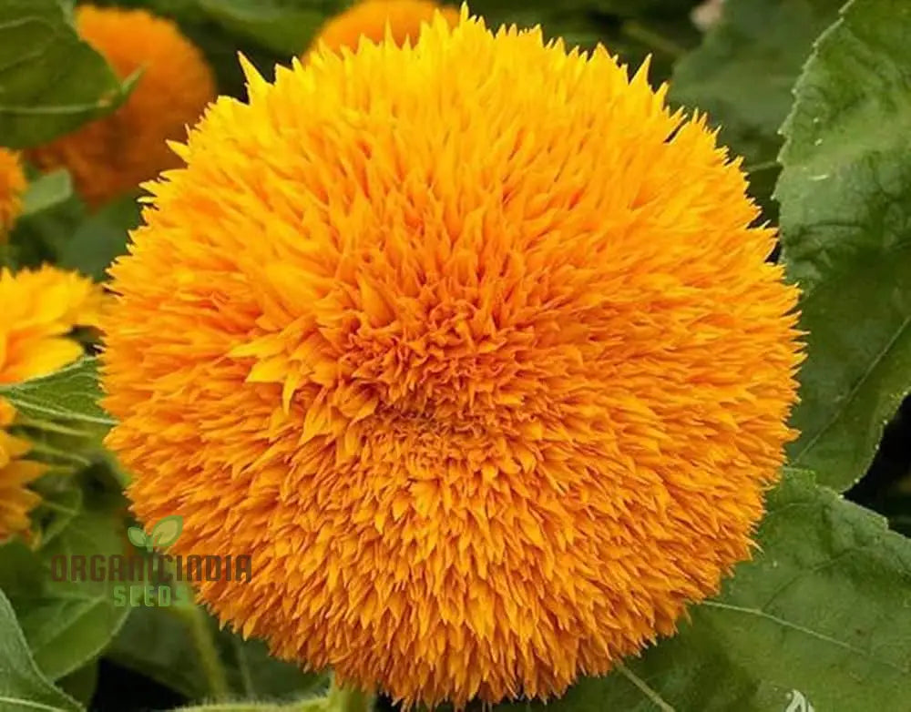 Sunflower Seeds - Orange Sun, Vibrant Orange Sunflowers for a Stunning Garden Display