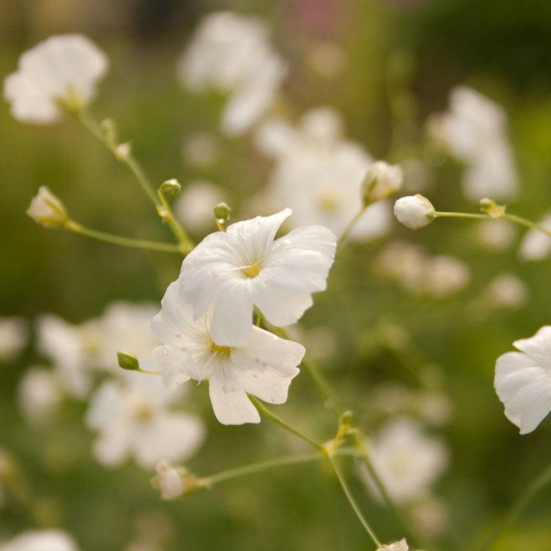 Baby's Breath (1/4 lb) – Flower Seeds