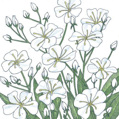 Baby's Breath (1/4 lb) – Flower Seeds