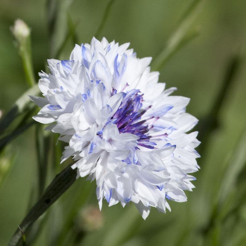 Bachelor Buttons (1/4 lb) – Flower Seeds