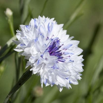 Bachelor Buttons (1/4 lb) – Flower Seeds