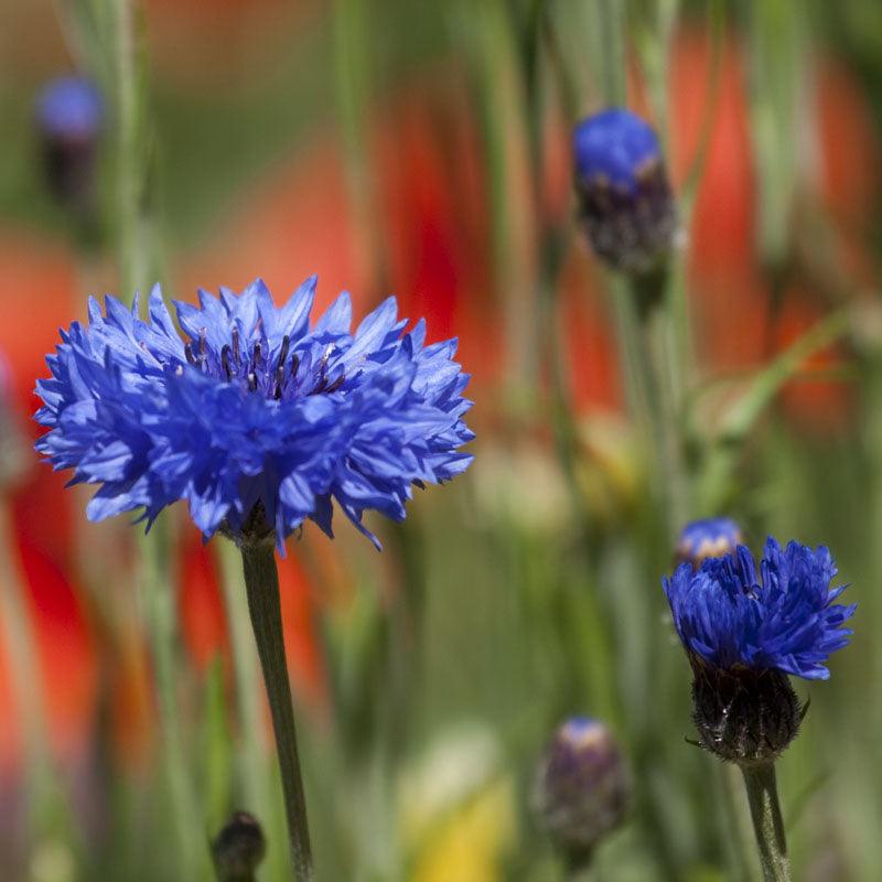 Bachelor Buttons (1/4 lb) – Flower Seeds