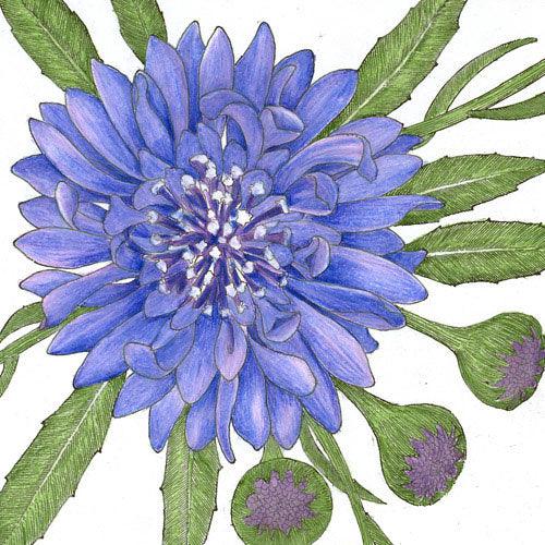 Bachelor Buttons (1/4 lb) – Flower Seeds