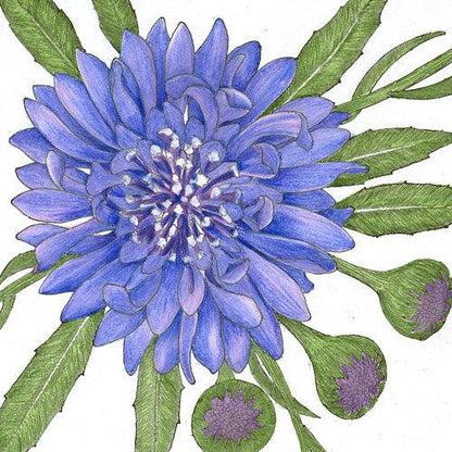 Bachelor Buttons (1/4 lb) – Flower Seeds