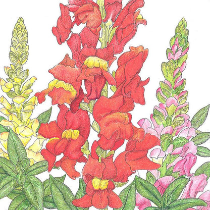 Snapdragon, Spurred (1/4 lb) – Flower Seeds