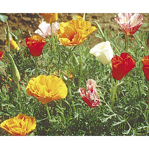 California Poppy, Mission Bells (lb) – Flower Seeds
