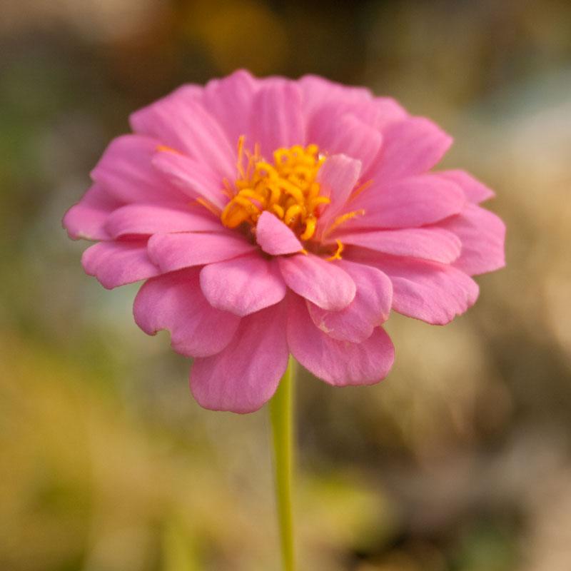 Zinnia, California Mix (lb) – Flower Seeds