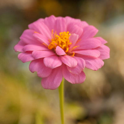 Zinnia, California Mix (lb) – Flower Seeds