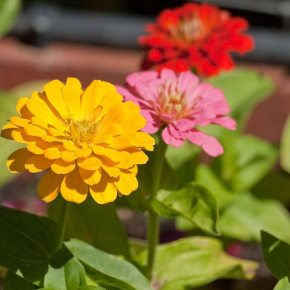 Zinnia, California Mix (lb) – Flower Seeds