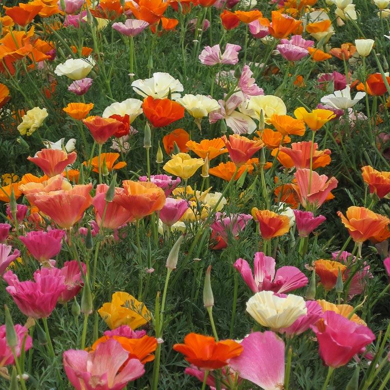California Poppy, Mission Bells (lb) – Flower Seeds