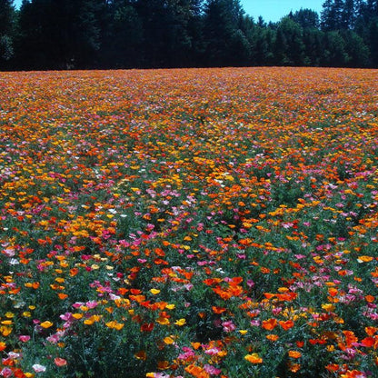California Poppy, Mission Bells (lb) – Flower Seeds