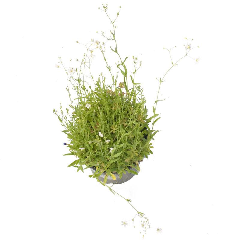 Low Growing Wildflower Mix (1/4 lb) – Flower Seeds
