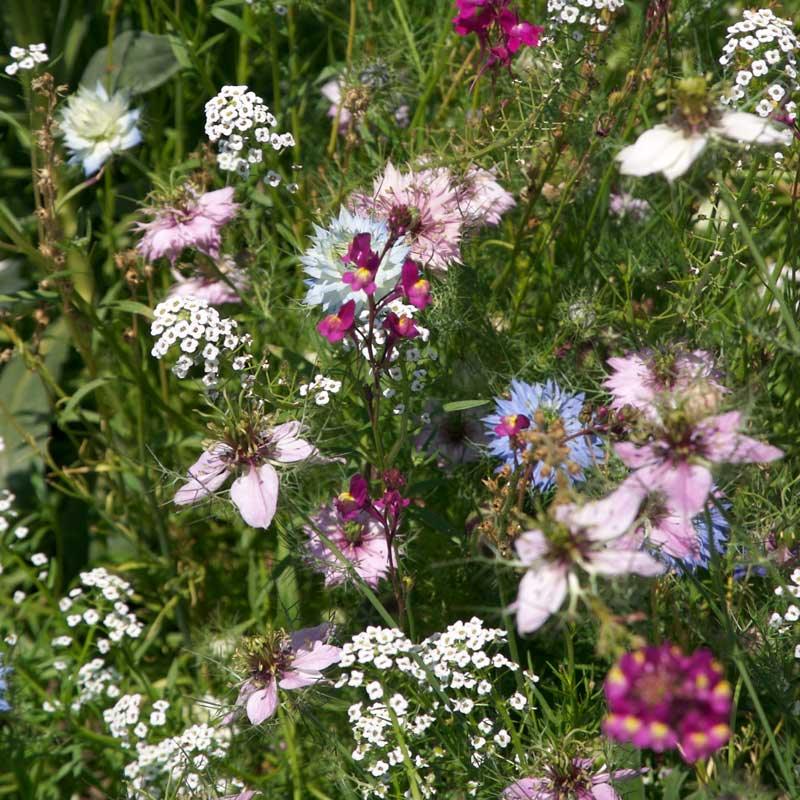 Fragrant Garden Wildflower Mix (1/4 lb) – Flower Seeds
