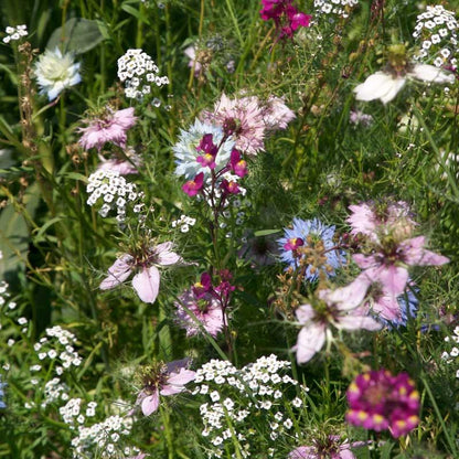 Fragrant Garden Wildflower Mix (1/4 lb) – Flower Seeds