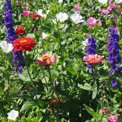 Hummingbird Garden Wildflower Mix (1/4 lb) – Flower Seeds