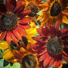 Autumn Beauty Sunflower Seeds – Multi-Colored Garden Blooms