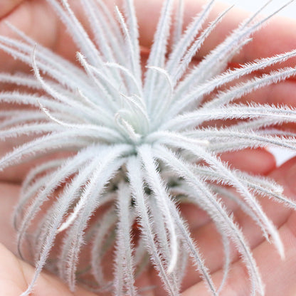 Tillandsia Tectorum Ecuador Air Plants - Set of 3, 6 or 9