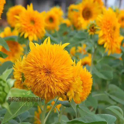Teddy Bear Sunflower Seeds - Fluffy, Golden Blooms for Delightful Garden Displays