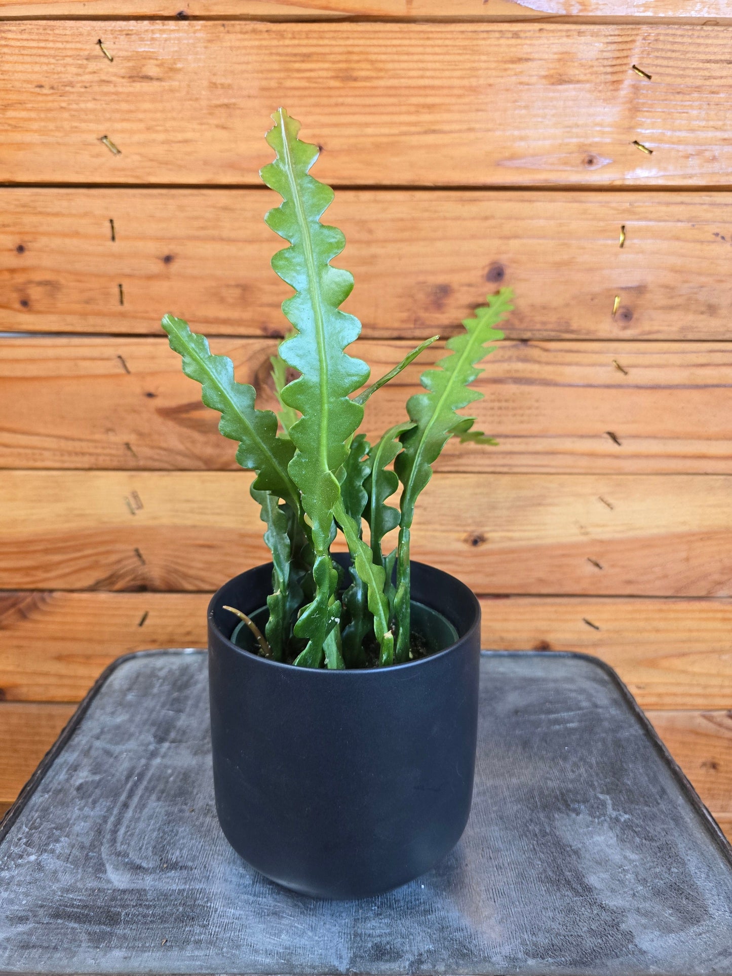 Epiphyllum Anguliger Ric Rac Cactus, 4" Plant