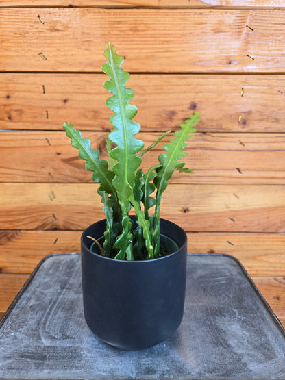 Epiphyllum Anguliger Ric Rac Cactus, 4" Plant