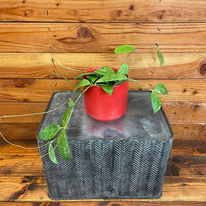 Hoya Erythrostemma Splash, 4" Plant