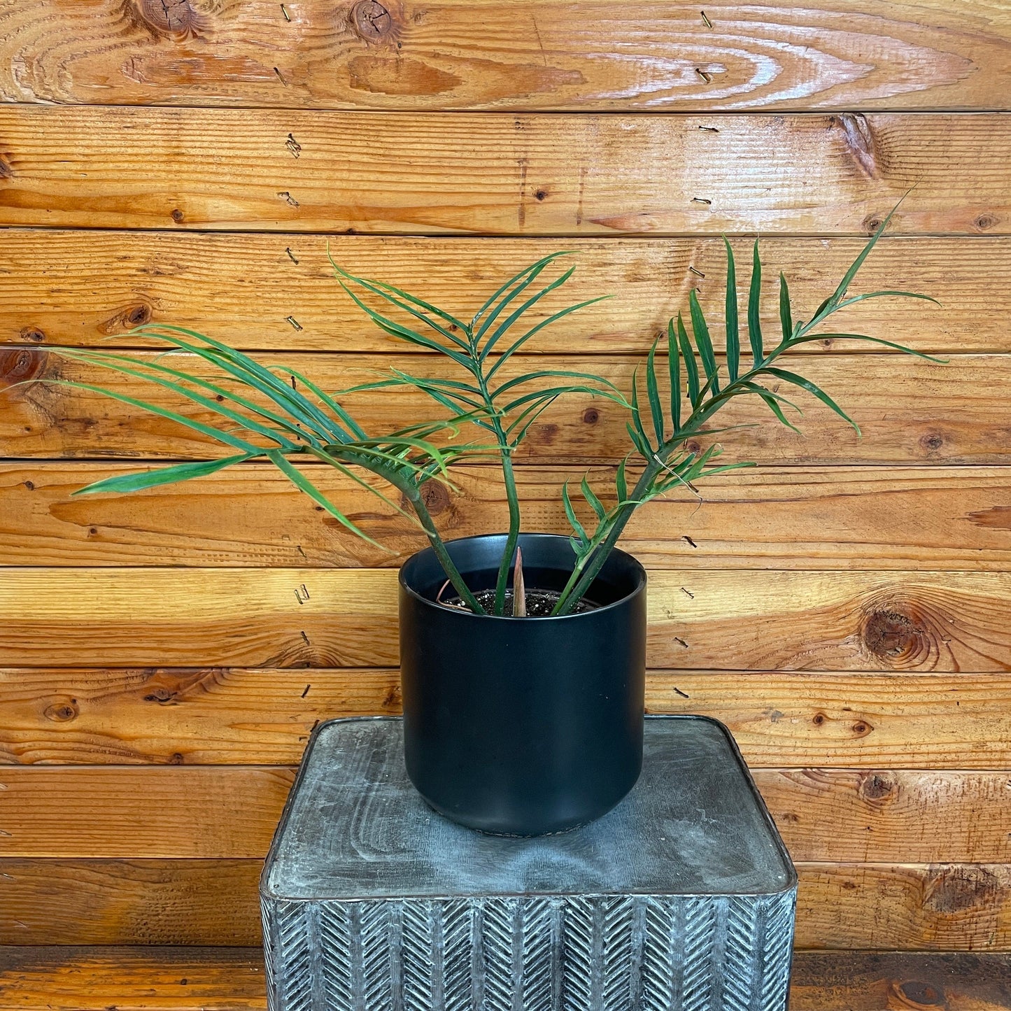 Philodendron Tortum – 6" Rare Fern-Like Houseplant