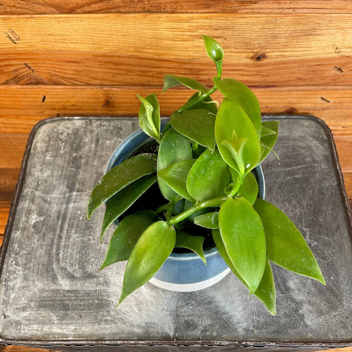 Planifolia Vanilla Orchid – 4" Edible Vanilla Bean Orchid Plant