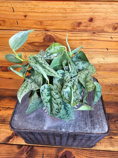 Scindapsus Silver Lady, 6" Plant