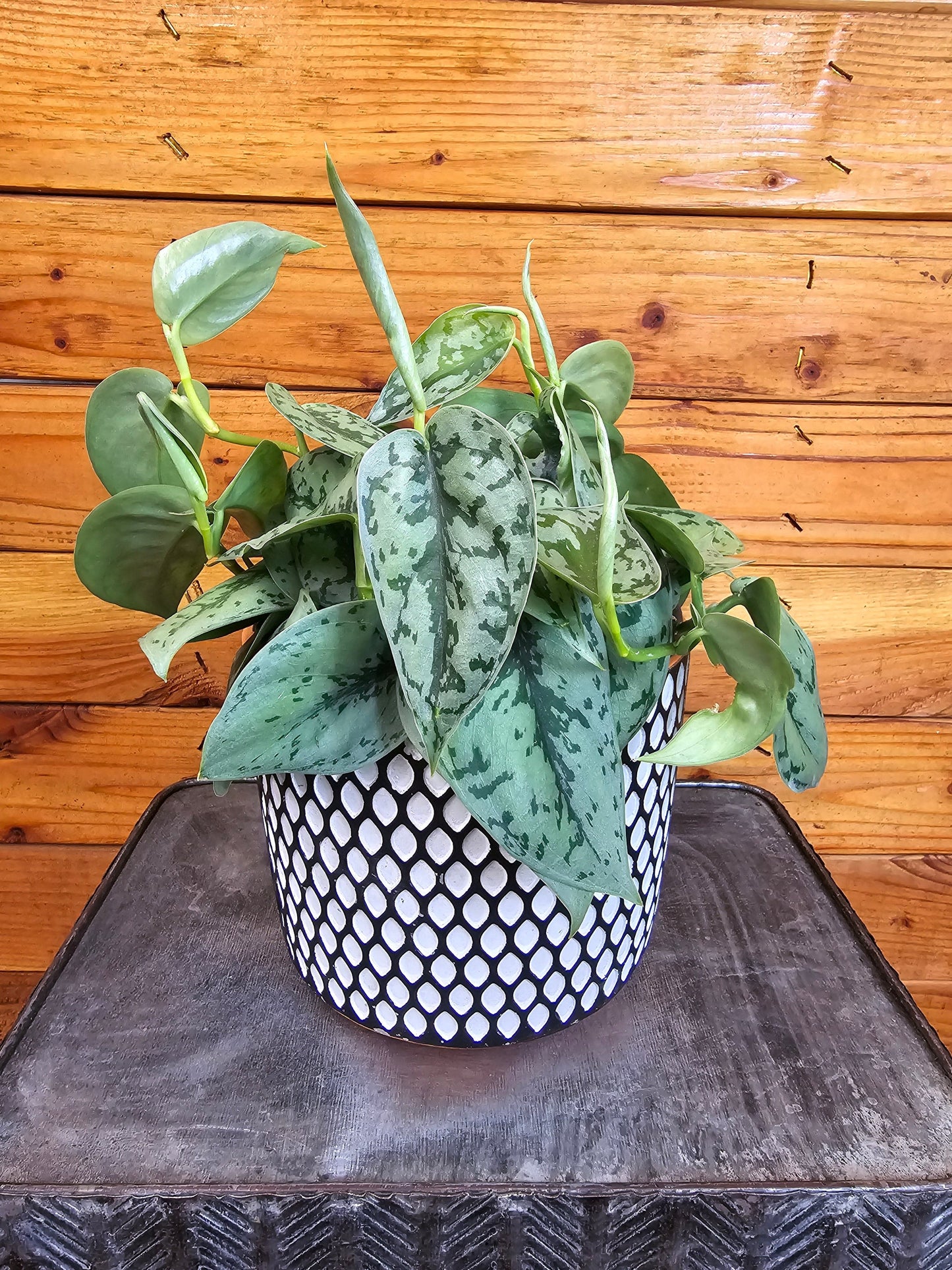 Scindapsus Silver Lady, 6" Plant