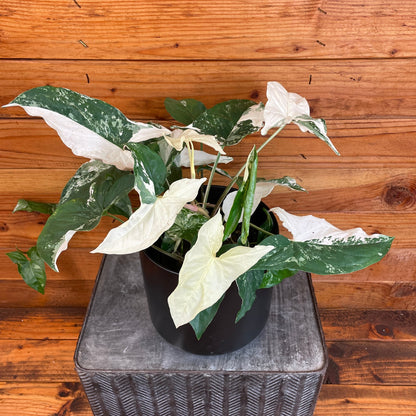 Syngonium Podophyllum Albo-Variegatum – 6" Variegated Arrowhead Plant