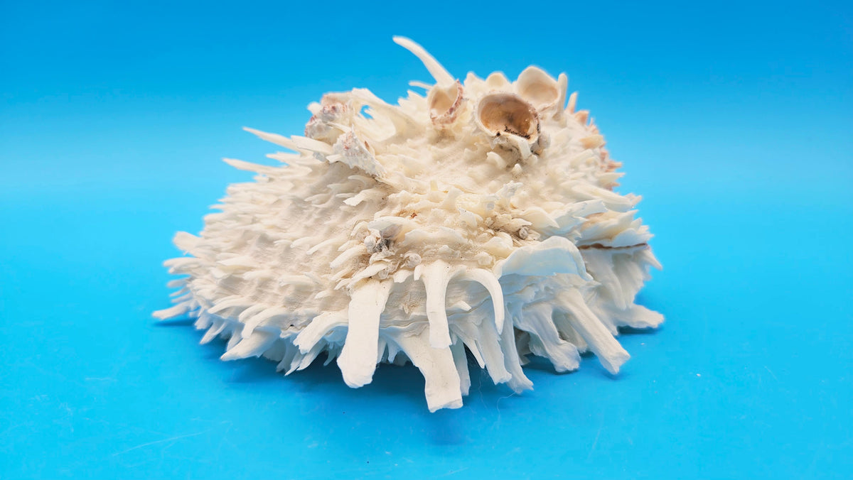 White Thorny Oyster Shell Specimen, Spondylus, 7" x 7"