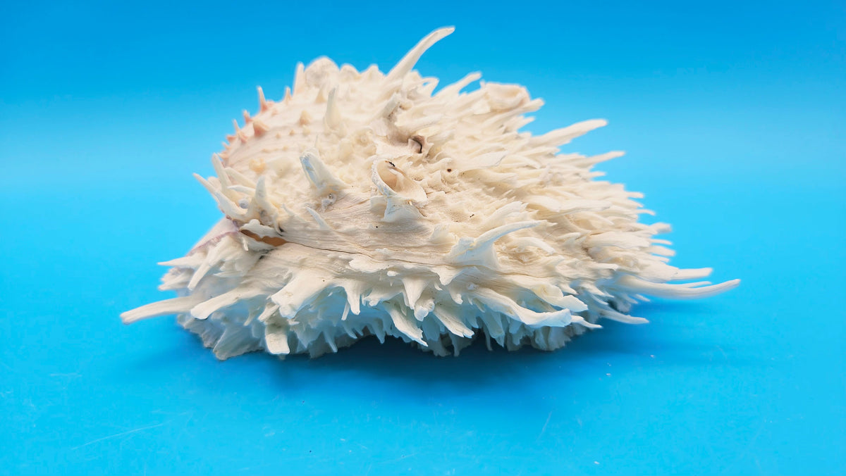 White Thorny Oyster Shell Specimen, Spondylus, 7" x 7"