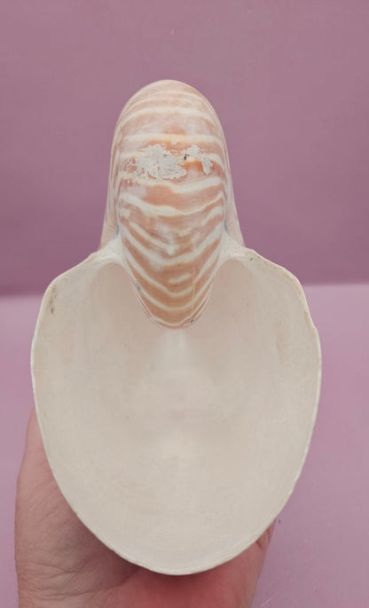 Tiger Nautilus Shell – Striking Natural Ocean Decor (7")