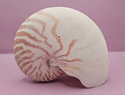 Tiger Nautilus Shell – Striking Natural Ocean Decor (7")