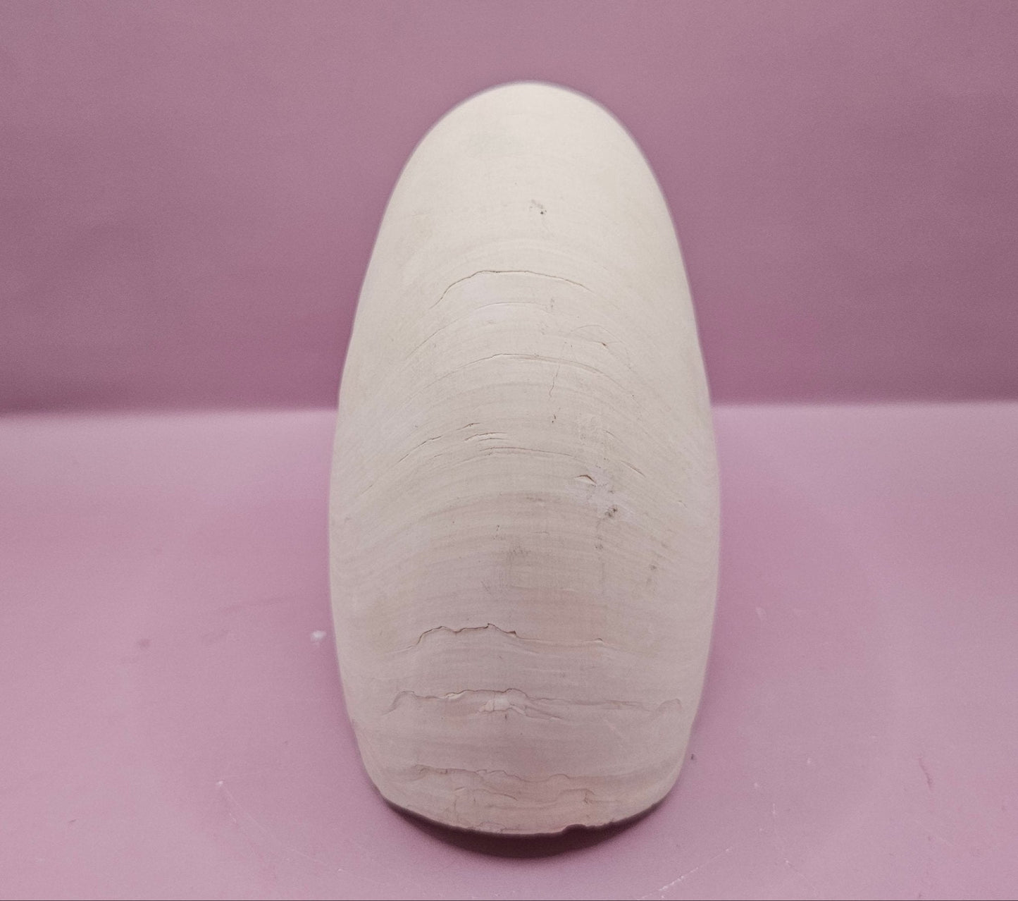 Tiger Nautilus Shell – Striking Natural Ocean Decor (7")