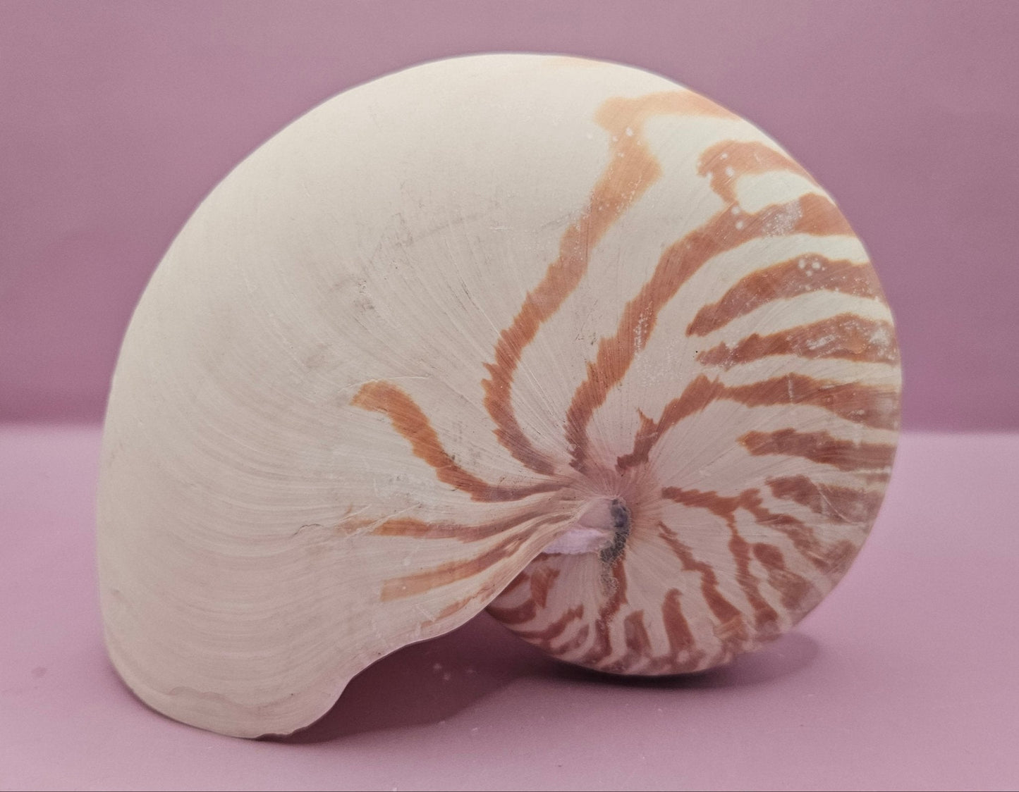 Tiger Nautilus Shell – Striking Natural Ocean Decor (7")